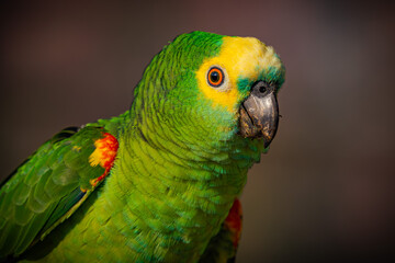 Turquoise-fronted Parrot
