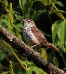 This little Carolina Wren is a bundle of energy and alertness as it perches upon a branch at the edge of the yard. 