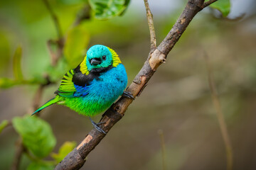 Green-headed Tanager

