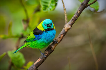 Green-headed Tanager
