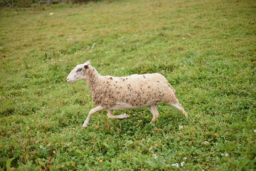 Sheep walking across grassy field with head turned slightly to side, showing full body profile and...