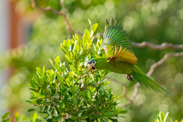 Red-shouldered Macaw
