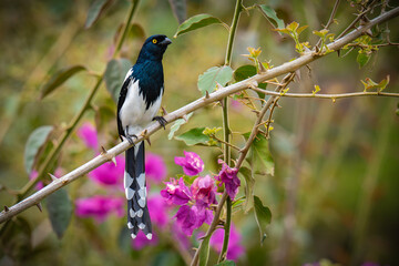 Magpie Tanager
