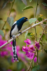 Magpie Tanager
