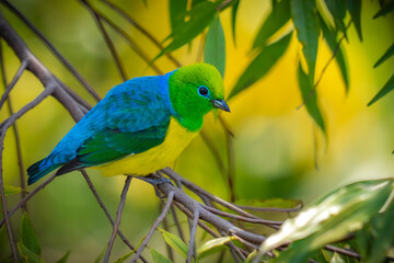 Blue-naped Chlorophonia

