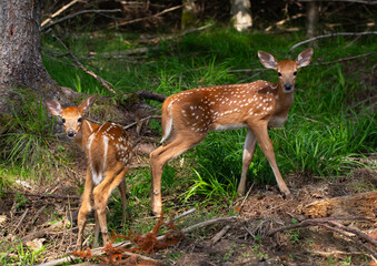 Two young spotted deer standing in a forest, Canada.