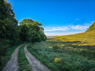 dirt trail curves gently between a sunlit meadow and a shadowy forest line under a vivid blue sky on a peaceful countryside day