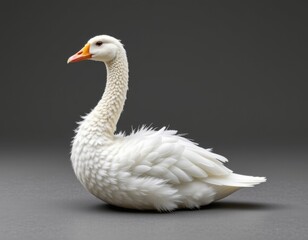 Obraz premium Elegant white goose with long neck and fluffy feathers, sitting on a smooth gray surface against a dark background, showcasing beauty and serenity in nature