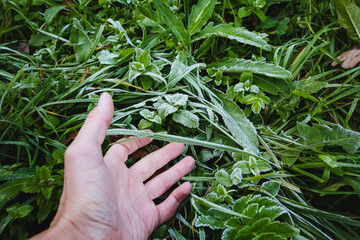 A hand reaches out to touch the dewkissed greenery amidst a lush grass setting, evoking a sense of tranquility and connection to nature, emphasizing the beauty of the organic outdoor environment