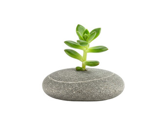 Small green succulent plant growing from a gray stone isolated on a clean background, zen garden concept