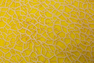 Close-up macro of cantaloupe peel texture,Macro melon texture,closeup of yellow melon texture,Macro closeup of cantaloupe melon skin background texture