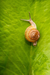 Snail on green lotus leaf macro,Shells and drops on the leaves,Snail walking on a lotus leaf.