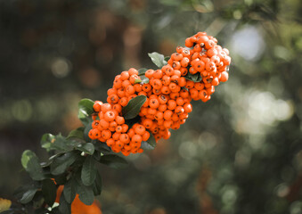 A dense cluster of bright orange berries pyracantha is prominently displayed on a leafy branch. The background is softly blurred, highlighting the berries.
