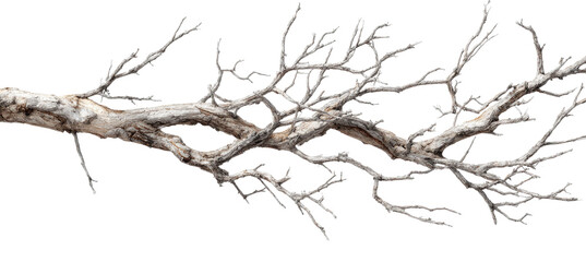 Fototapeta premium Detailed Branching, Light Gray-White Decor