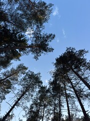 View Looking Up at Tall Pine Trees Against Blue Sky