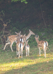 Stado danieli (Dama dama) na skraju lasu, sfotografowane w naturalnym środowisku. Zwierzęta stoją na polanie oświetlonej światłem porannym, otoczone zielenią i drzewami. Fotografia przyrodnicza ukazuj
