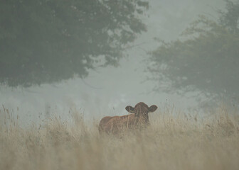 A cow standing in a foggy meadow during early morning. Atmospheric wildlife and landscape photography showing farm animal in a natural rural environment surrounded by mist.
