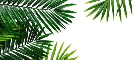Naklejka premium Lush green palm fronds fill the image, with sharp detail and vibrant color against a black backdrop