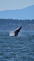 A humpback whale breaches the water's surface, its dark body creating a splash against the blue ocean. Mountains and shoreline are in the background.