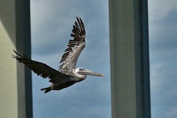 A pelican soars under a Florida Bridge