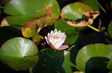 Pink Water Lily Bloom Among Green Lily Pads