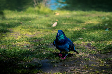 Obraz premium pigeon on the grass