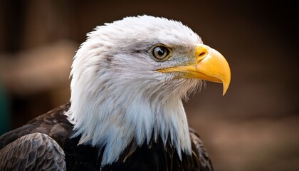 Fototapeta premium one eye bald eagle in oregon zoo
