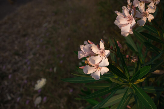 fiori di oleandro