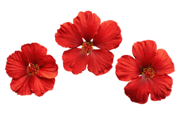 Three vibrant red hibiscus flowers arranged in a gentle arc against a pure black background.  Each flower displays a detailed,  slightly overlapping petal structure with a noticeable center