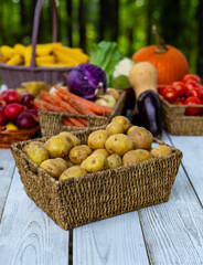 Harvest vegetables and fruits. Autumn harvest background. Basket full of fresh apples, potatoes, and peppers from a harvest. Organic harvest broccoli corn cucumbers ready for market.