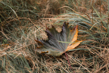 Delicate autumn leaf on grass in seasonal scene. Useful for sesonal greeting cards, posters, wellness concepts, nature backgrounds