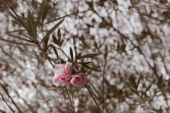 fiori di oleandro