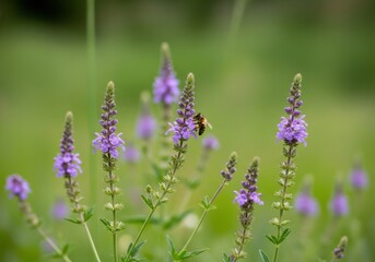 Obraz premium Delicate purple wildflowers bloom in a soft green meadow with a bee visiting one blossom