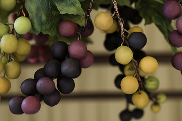 vine, an ripe