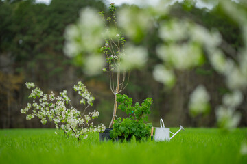 Watering can and shovel on garden. Planting tools. Garden tools on spring meadow.