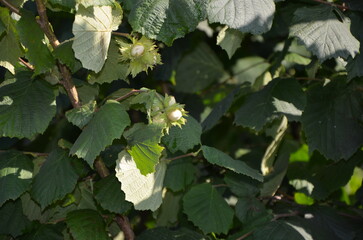 flattering nut on a tree with leaves