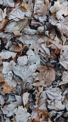 Autumn leaves covered with frost