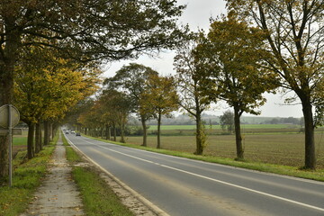 Fototapeta premium Route à deux bandes entre les platanes sous un ciel gris en automne à Ghislenghien (Ath)