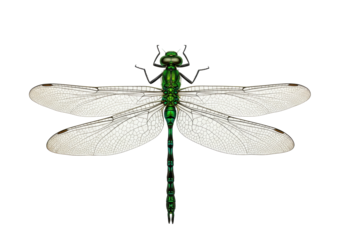 Isolated Green Dragonfly Detailed Illustration with Intricate Wing Veins and Transparent Wings