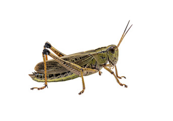 Isolated grasshopper resting sideways, large detailed insect, closeup view, macro image, nobody