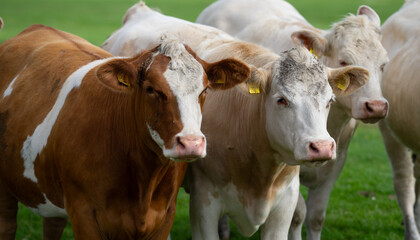 Cow standing in a green pasture. Cow in the meadow. Livestock grazing in the countryside. Farm life with cattle and calves. Cow in a rural landscape. Ranch with grazing bovine. Dairy cow.