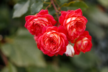 Cluster of Red and Cream Roses