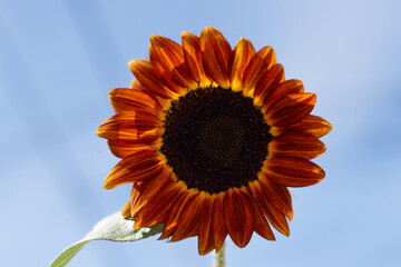 Close-up of orange sunflower against blue sky, horizontal