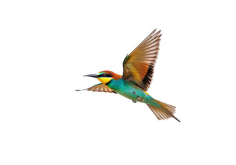 Isolated European Bee-eater flying with spread wings, a beautiful bird with colorful feathers