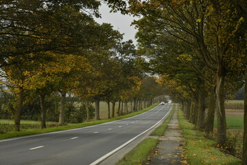 Obraz premium Route à deux bandes entre les platanes sous un ciel gris en automne à Ghislenghien (Ath)