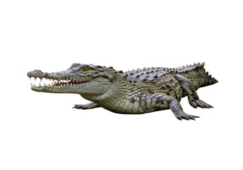 Isolated dangerous reptile resting with mouth open and sharp teeth ready to strike now