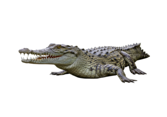 Isolated dangerous reptile resting with mouth open and sharp teeth ready to strike now