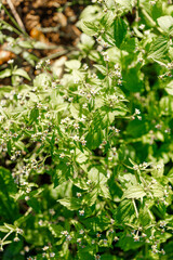 Green Plants with Small Flowers and Earth Background