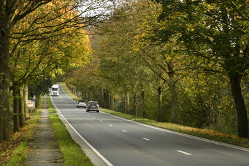 Obraz premium Route à deux bandes entre les platanes sous un ciel gris en automne à Ghislenghien (Ath)
