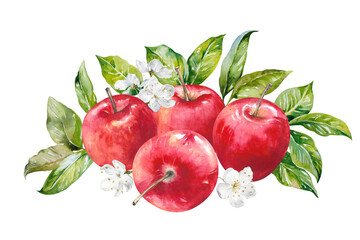 Apples with fresh leaves and flowers hand drawn watercolor illustration isolated on white. Ripe juicy red fruits bright colorful clipart for food, garden, harvest, farm, rustic design, packaging, menu